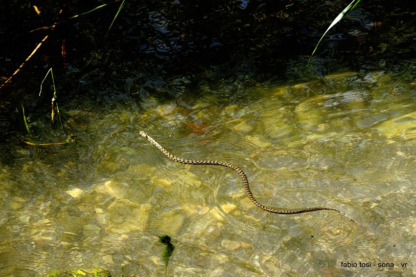 Natrix tessellata: famiglia allargata o famiglia stipata?